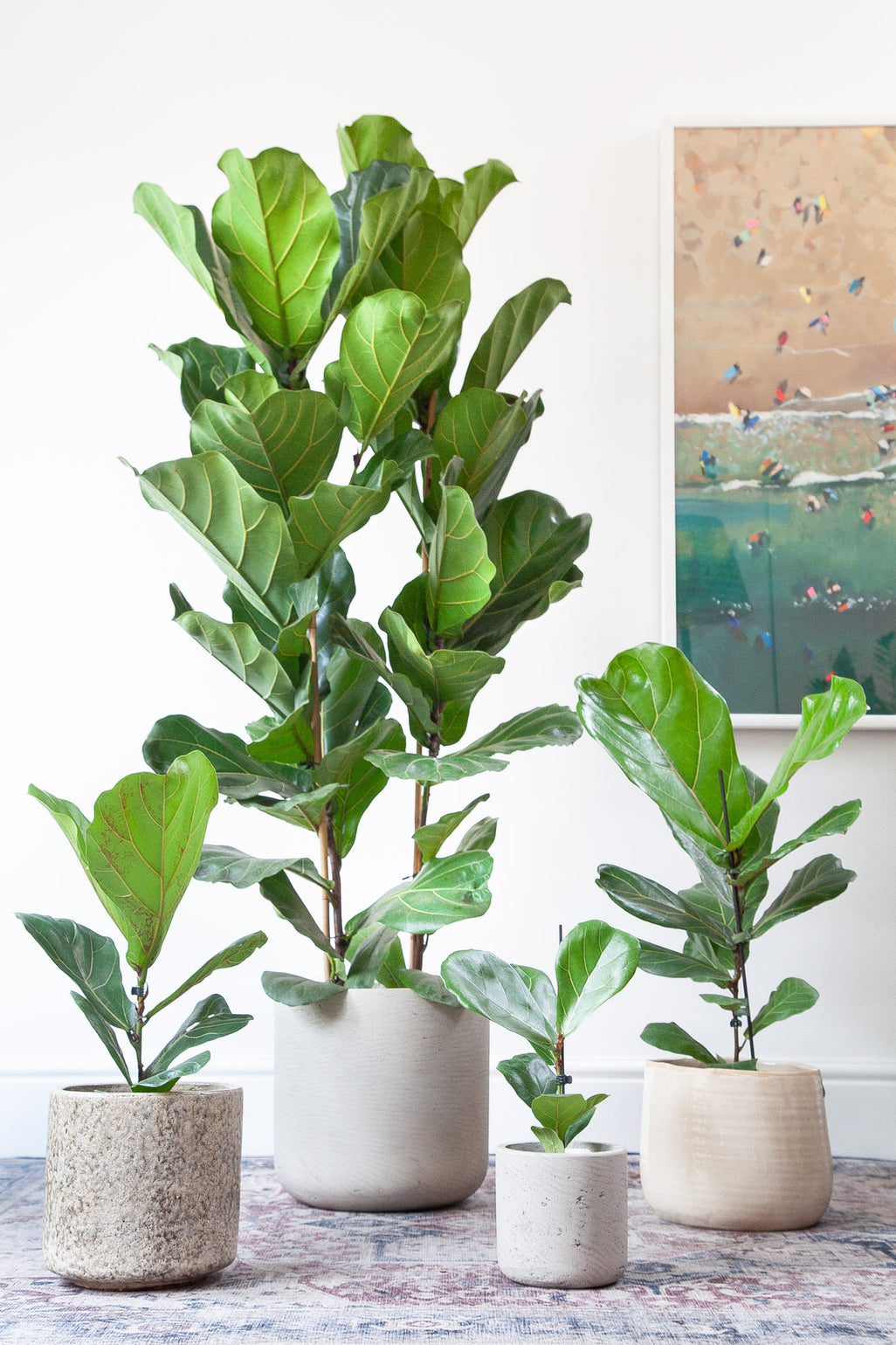 files/IndoorPlants-JamieShots16.11.2023-252_612d7e2e-9c35-4fe2-a7eb-1d3e0a9af55e.jpg